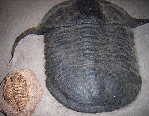 3 Trilobiti
